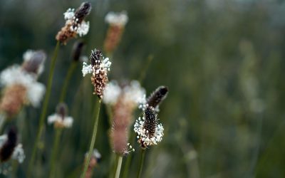 Guardian article on Isabella Tree’s new book about rewilding