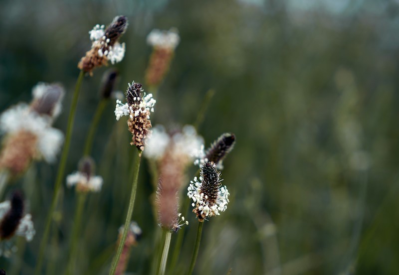 England meadows beauty. Selective focus on flowers in blurred background. Close up.