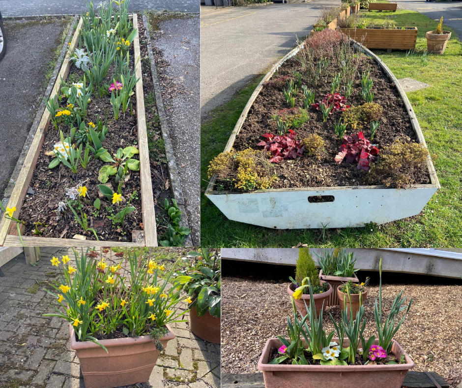 Cheshire Home planting 11th March Colourful bulbs including daffodils in planters and boat planter