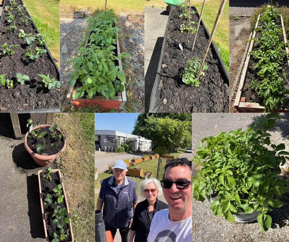 Vegetable planting Strawberries and vegetables in planters, three volunteers