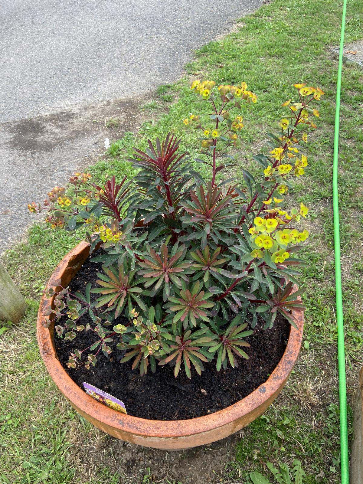 Euphorbia Euphorbia plant in a pot