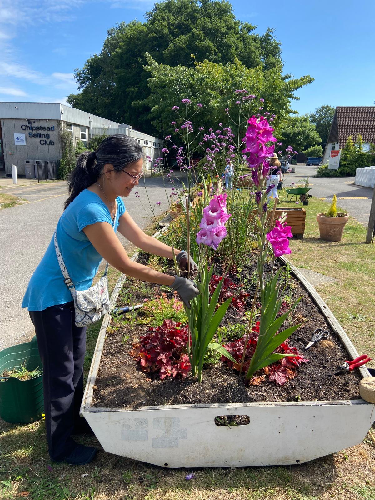 Lady from Blue Bird Care with Gladioli Volunteer in Bluebird Care uniform tends to gladioli in a boat planter