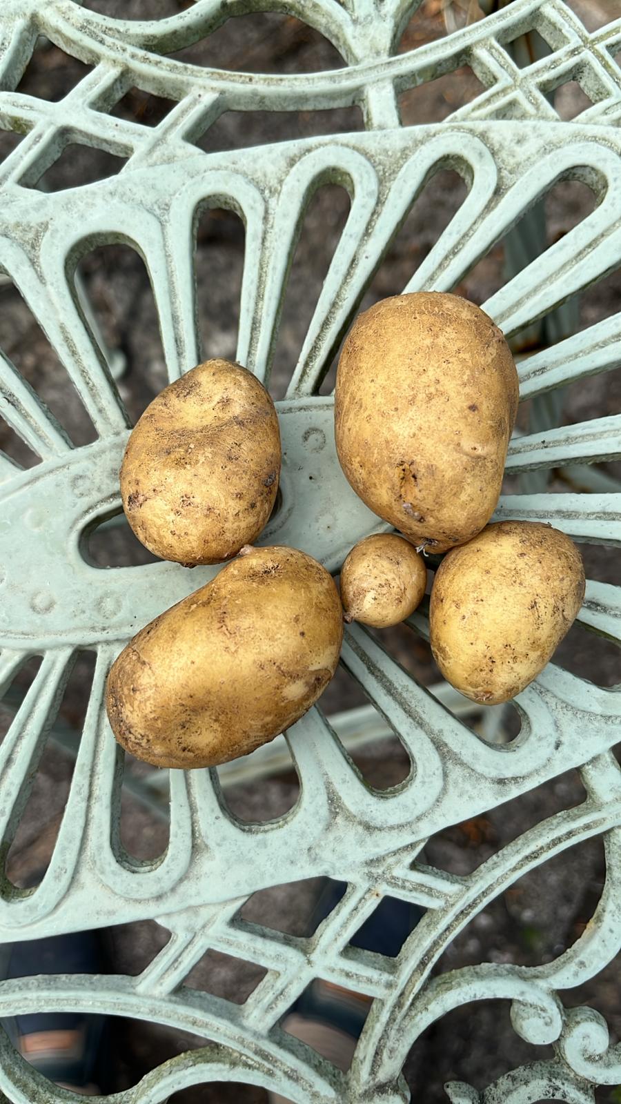 Later in July - potatoes Freshly harvested potatoes