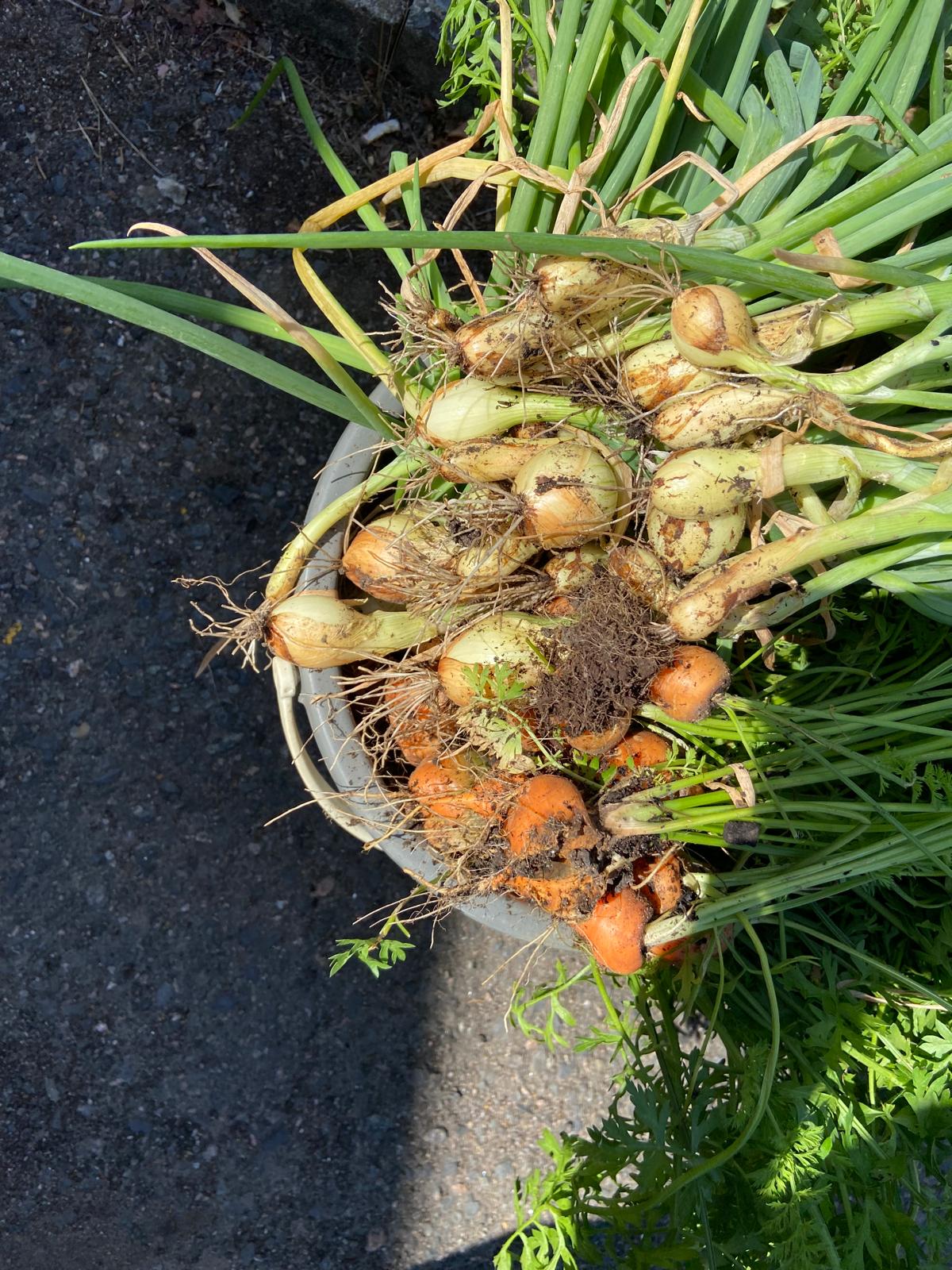 Spring onions and carrots