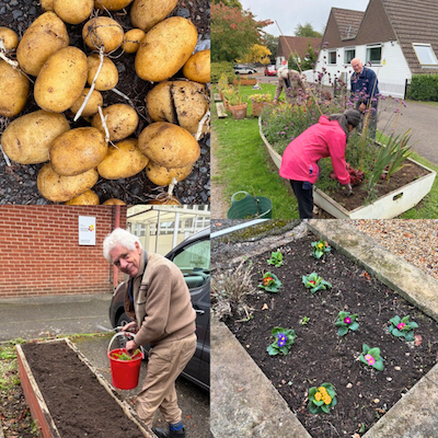 Images of potatoes, flowers, volunteers with veg trug and flowerbed