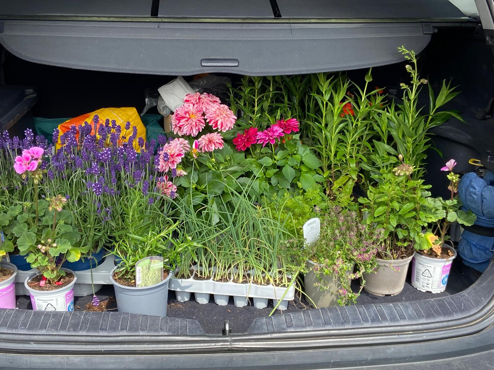 Colourful gladioli in the boot of a car