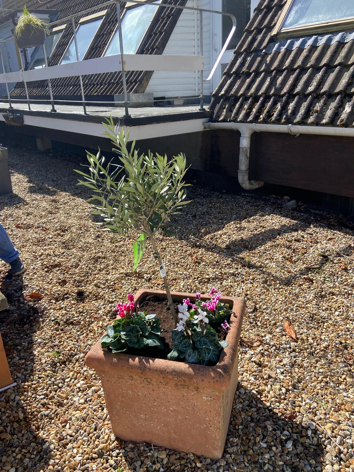 Planter with greenery next to lawns